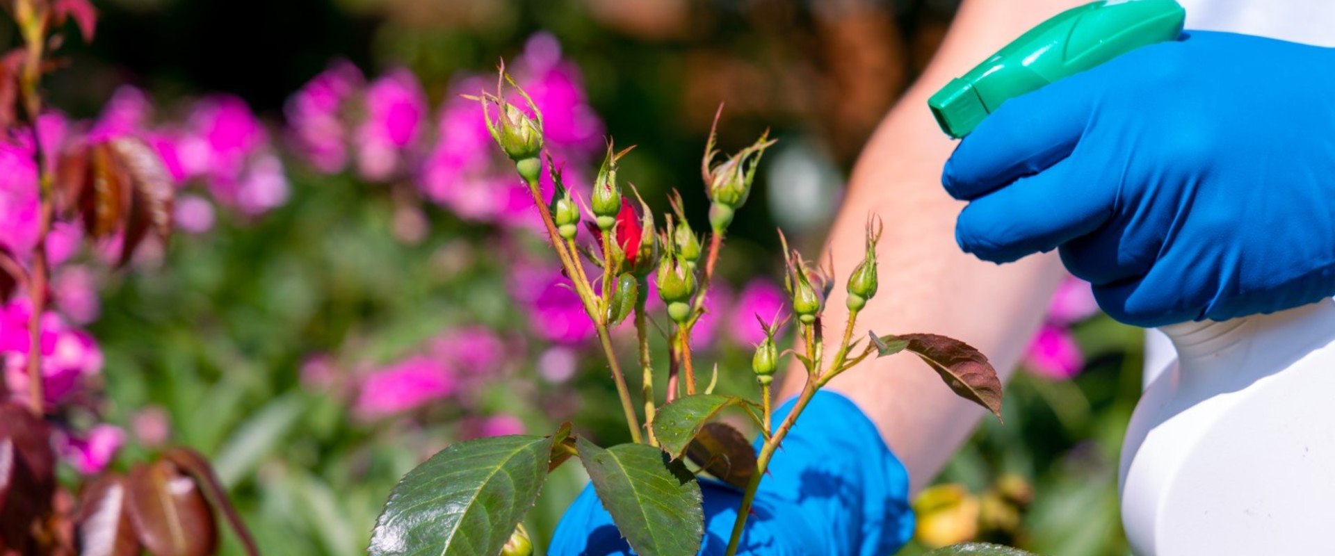 Paradise, NV Short Sale Properties: Avoid Hidden Pest Problems With Professional Pest Control Services