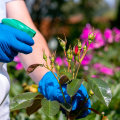 Paradise, NV Short Sale Properties: Avoid Hidden Pest Problems With Professional Pest Control Services