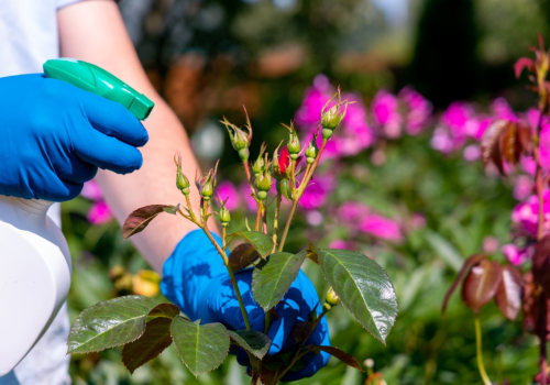 Paradise, NV Short Sale Properties: Avoid Hidden Pest Problems With Professional Pest Control Services
